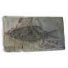 Sparnodus vulgaris fossilisé
