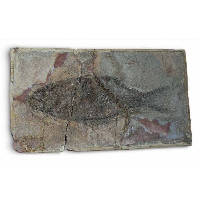 Sparnodus vulgaris fossilisé