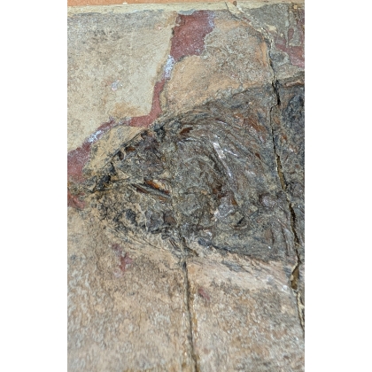 Sparnodus vulgaris fossilisé