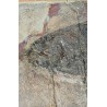 Sparnodus vulgaris fossilisé