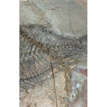 Sparnodus vulgaris fossilisé