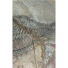 Sparnodus vulgaris fossilisé