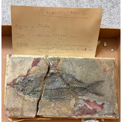 Sparnodus vulgaris fossilisé
