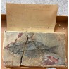 Sparnodus vulgaris fossilisé
