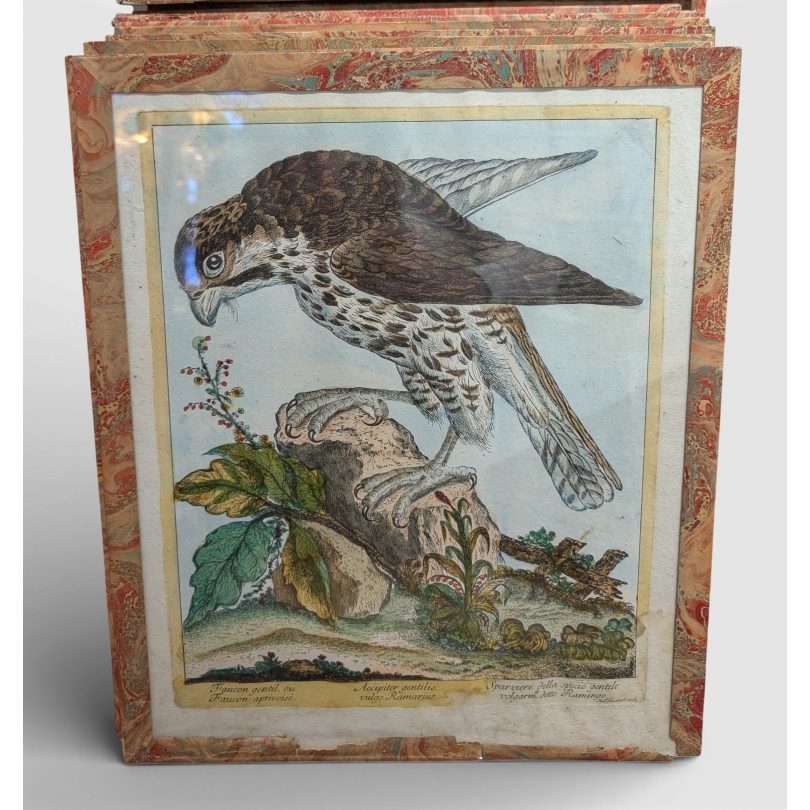 Gravure "Faucon gentil" par Magdalena BOUCHARD