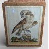 Gravure "Aigle marine" par Magdalena BOUCHARD