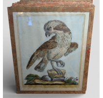 Gravure "Aigle marine" par Magdalena BOUCHARD