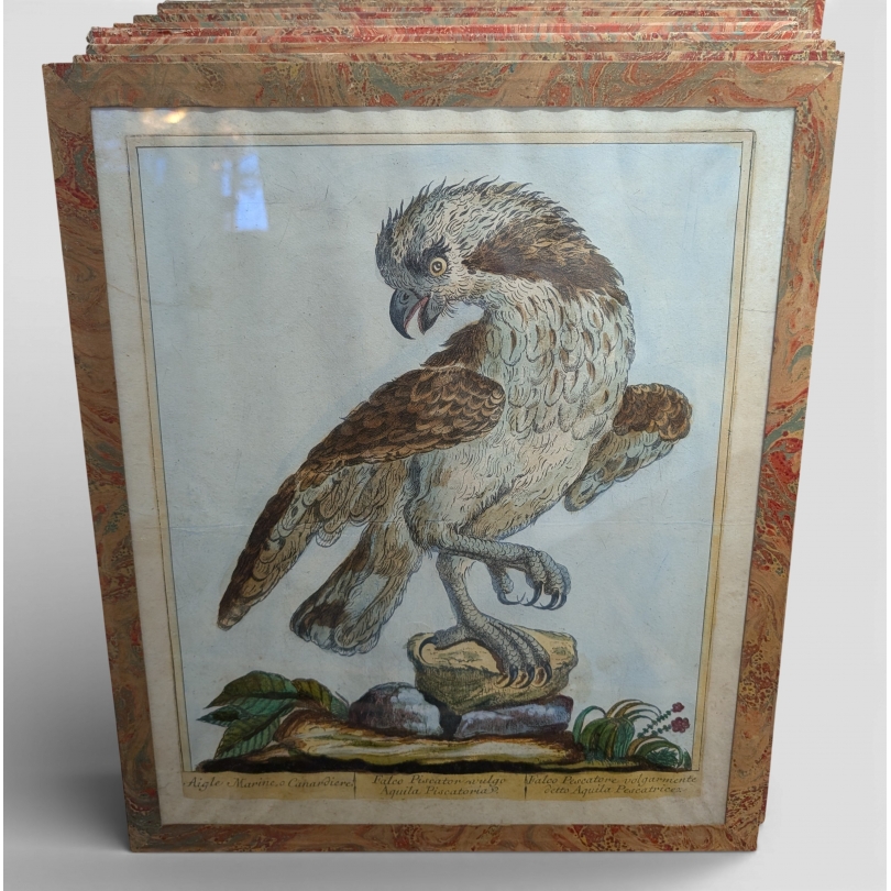 Gravure "Aigle marine" par Magdalena BOUCHARD