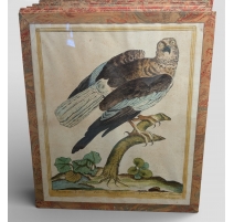 Gravure "Faucon" par Magdalena BOUCHARD