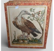 Gravure "Vautour Fauve" par Magdalena BOUCHARD