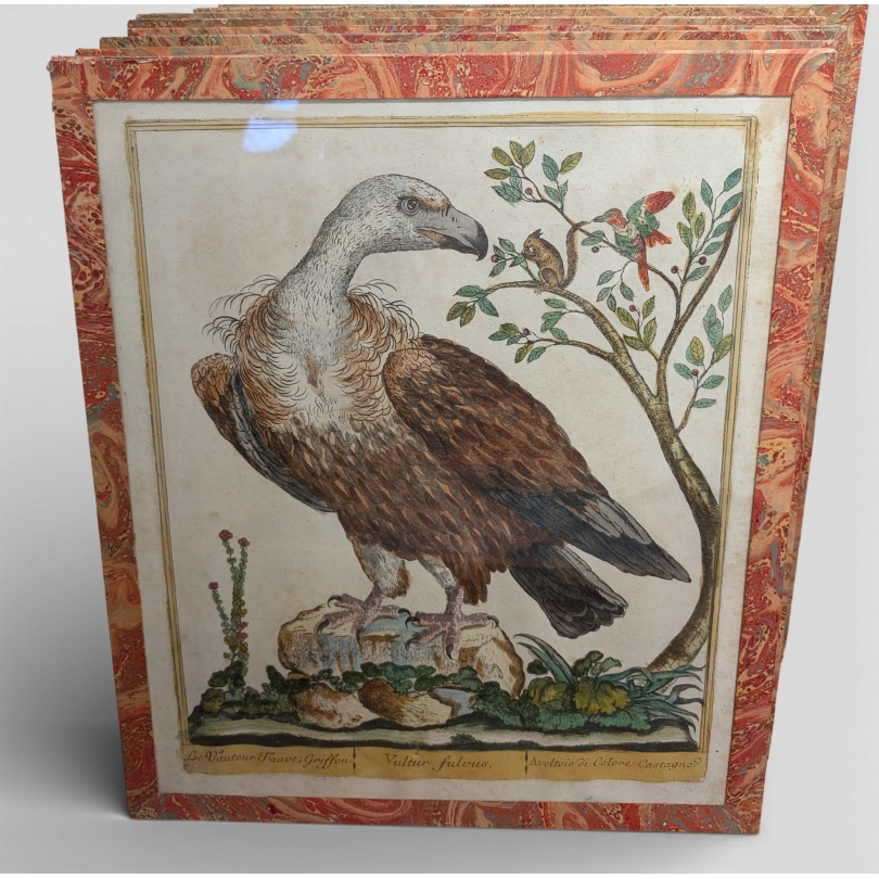 Gravure "Vautour Fauve" par Magdalena BOUCHARD (1)