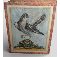 Gravure "Epervier" par Magdalena BOUCHARD