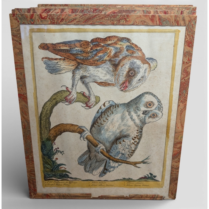 Gravure "Petit chathuant" par Magdalena BOUCHARD (