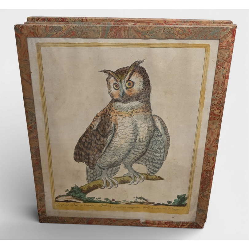 Gravure "Grand Duc" par Magdalena BOUCHARD