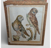 Gravure "Faucon chouvette" par Magdalena BOUCHARD