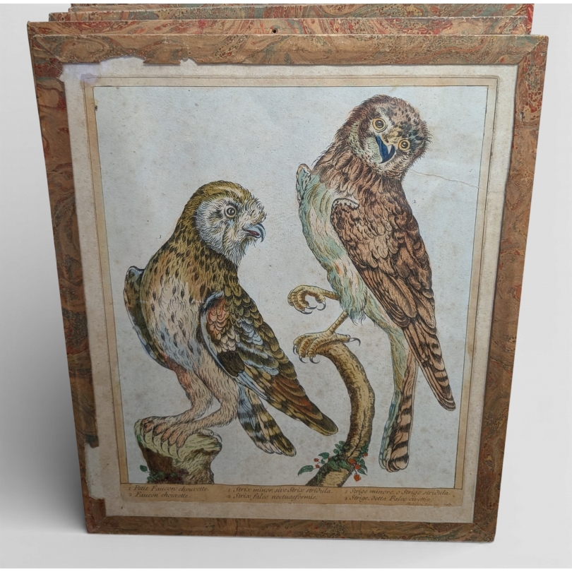 Gravure "Faucon chouvette" par Magdalena BOUCHARD