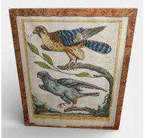 Gravure "Faucon" par Magdalena BOUCHARD