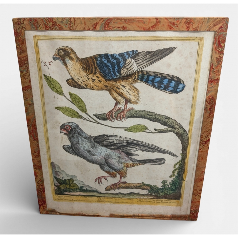 Gravure "Faucon" par Magdalena BOUCHARD