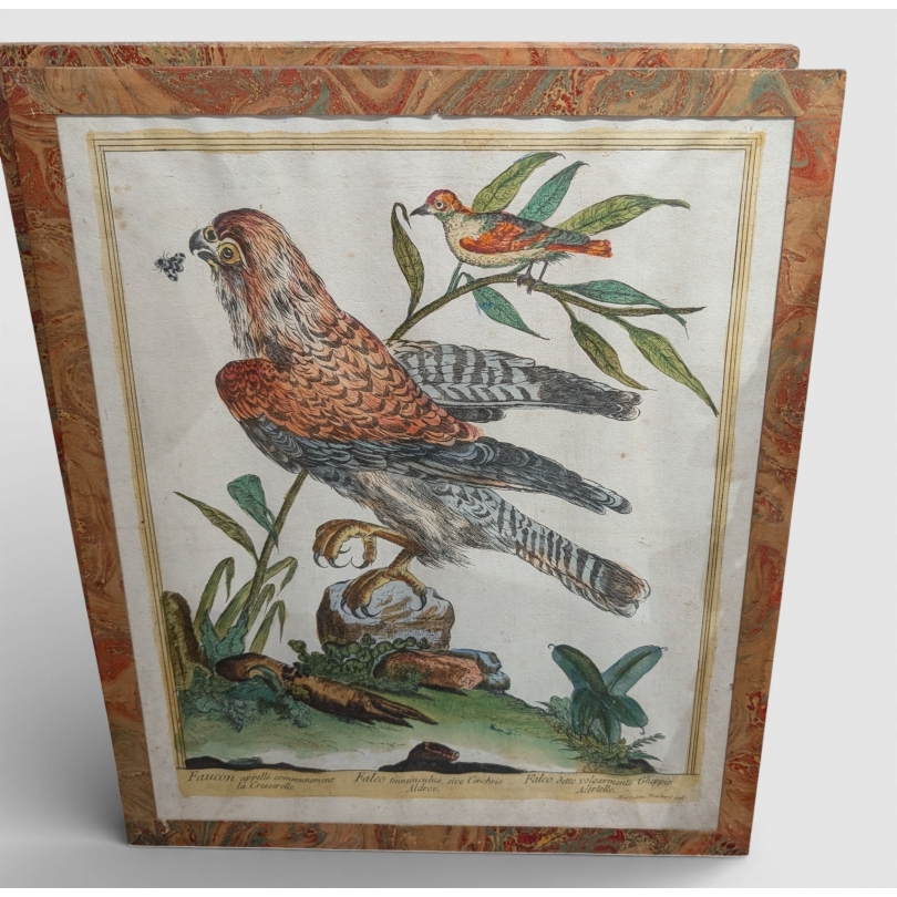 Gravure "Faucon" par Magdalena BOUCHARD