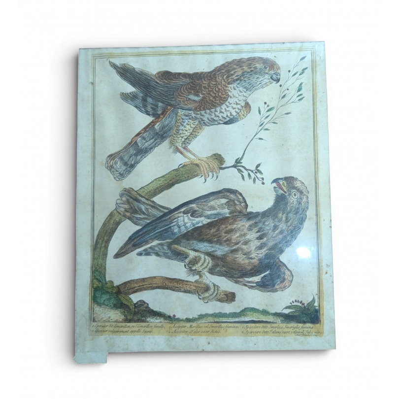 Gravure "Eperviers" par Magdalena BOUCHARD