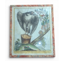 Gravure "Faucon Pélerin" par Magdalena BOUCHARD