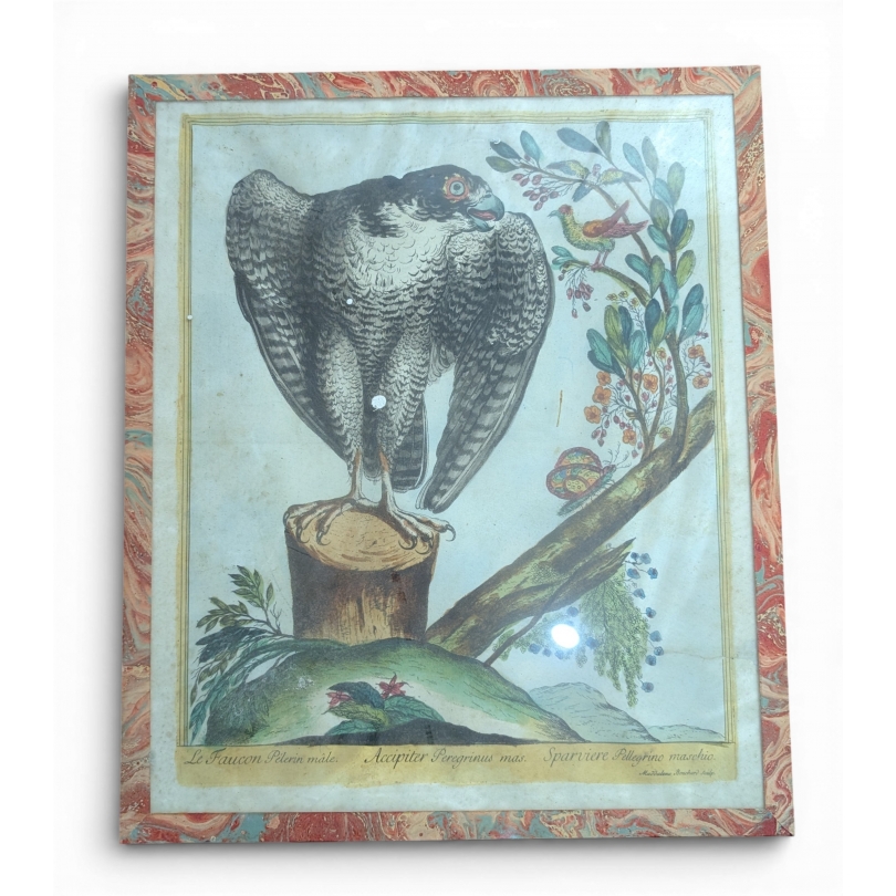 Gravure "Faucon Pélerin" par Magdalena BOUCHARD