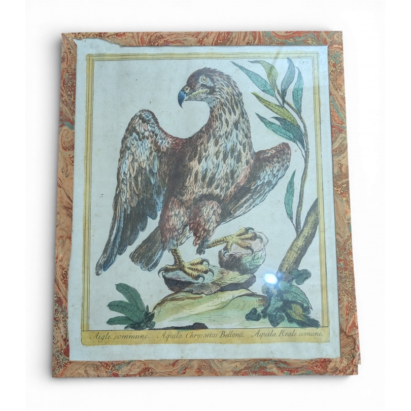 Engraving entitled ‘Eagle’ by Magdalena BOUCHARD