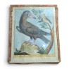 Gravure "Vautour" par Magdalena BOUCHARD