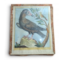 Gravure "Vautour" par Magdalena BOUCHARD