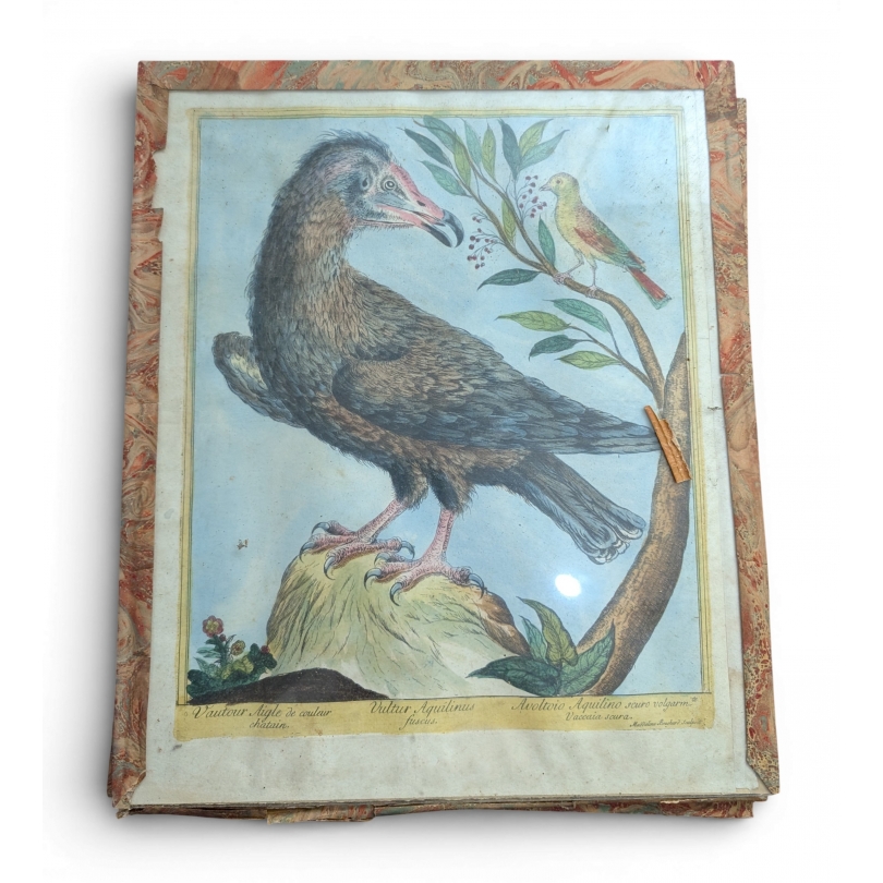 Gravure "Vautour" par Magdalena BOUCHARD