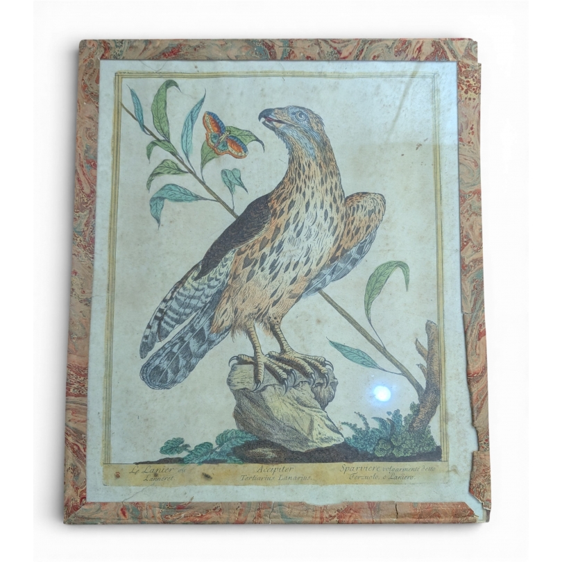 Gravure "Lanier" par Magdalena BOUCHARD