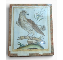 Gravure "Faucon Aquilin" par Magdalena BOUCHARD