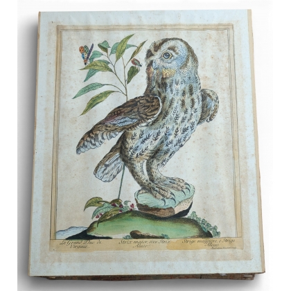 Gravure \"Grand Duc\" par Magdalena BOUCHARD