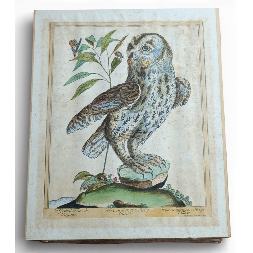 Engraving entitled ‘Grand Duc’ by Magdalena BOUCHARD