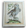 Engraving entitled ‘Grand Duc’ by Magdalena BOUCHARD