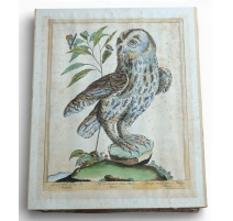 Gravure "Grand Duc" par Magdalena BOUCHARD