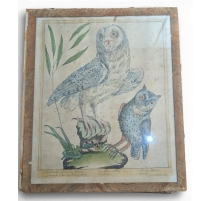 Gravure "Chathuant blanc" par Magdalena BOUCHARD