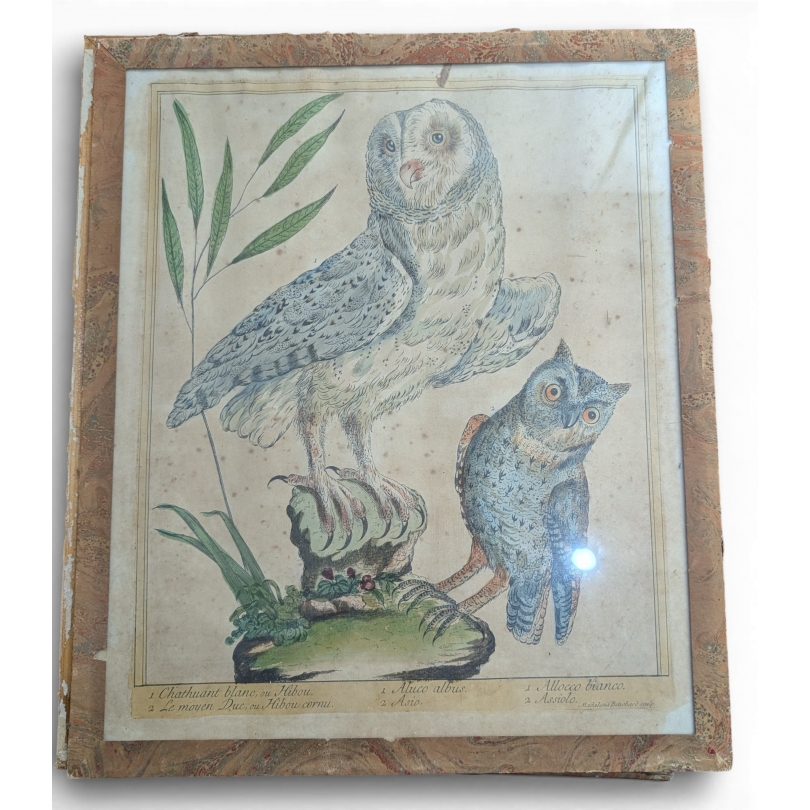 Gravure "Chathuant blanc" par Magdalena BOUCHARD