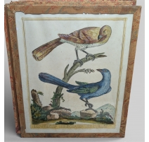 Gravure "Coucou" par Magdalena BOUCHARD