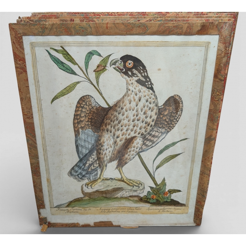 Engraving entitled ‘Tartar Falcon’ by Magdalena BOUCHARD