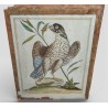 Engraving entitled ‘Tartar Falcon’ by Magdalena BOUCHARD