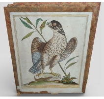 Gravure "Faucon Tartare" par Magdalena BOUCHARD