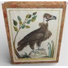 Gravure "Vautour" par Magdalena BOUCHARD