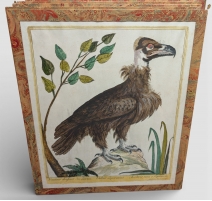 Gravure "Vautour" par Magdalena BOUCHARD