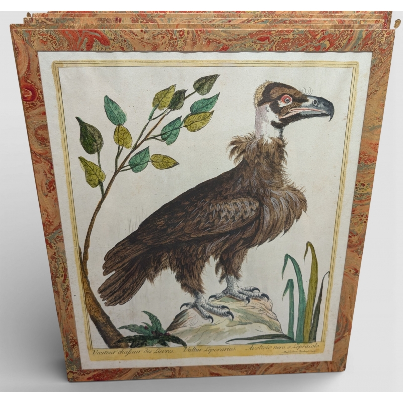 Gravure "Vautour" par Magdalena BOUCHARD