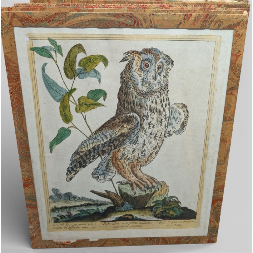 Gravure "Grand Duc" par Magdalena BOUCHARD