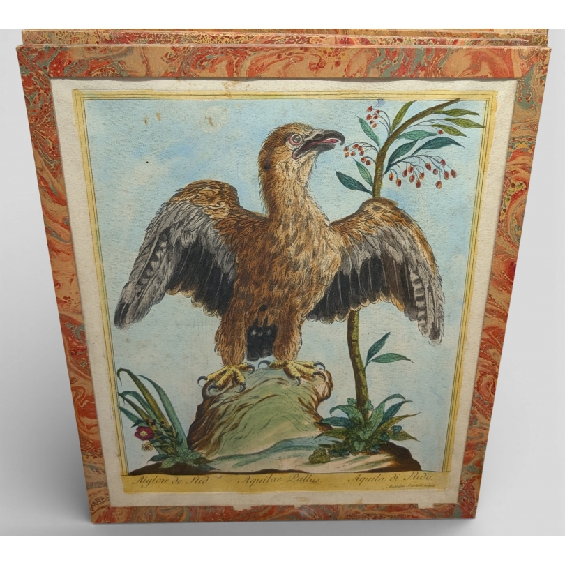 Gravure "Aiglon de nid" par Magdalena BOUCHARD