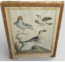 Gravure "Pie-griesche" par Magdalena BOUCHARD