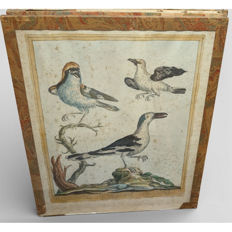 Gravure "Pie-griesche" par Magdalena BOUCHARD