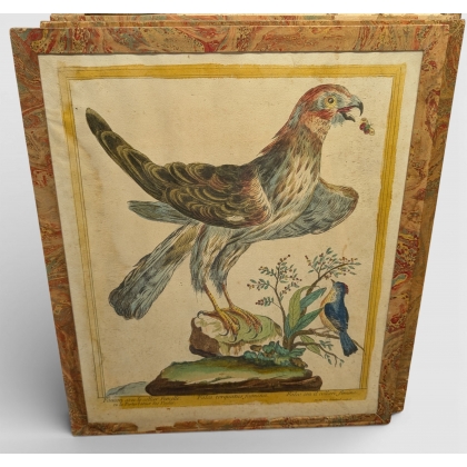 Gravure "Faucon avec le collier" par BOUCHARD